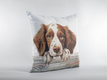 P-8646-welsh springer spaniel